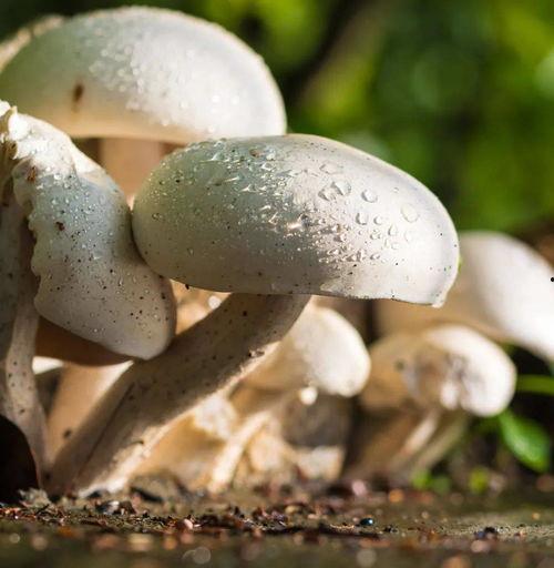 蘑菇吃瓜网黑料lisa,LISA黑料事件背后的真相